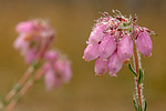 Glockenheide Erica tetralix